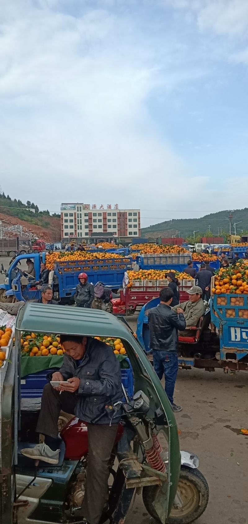 美味蜜桔大量上市，货源充足，大降价了，欢迎各位客商前来订