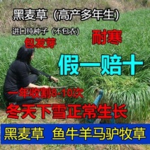 进口耐寒牧草种子多年生黑麦草种子四季常青鸡鸭鹅猪牛羊鱼草