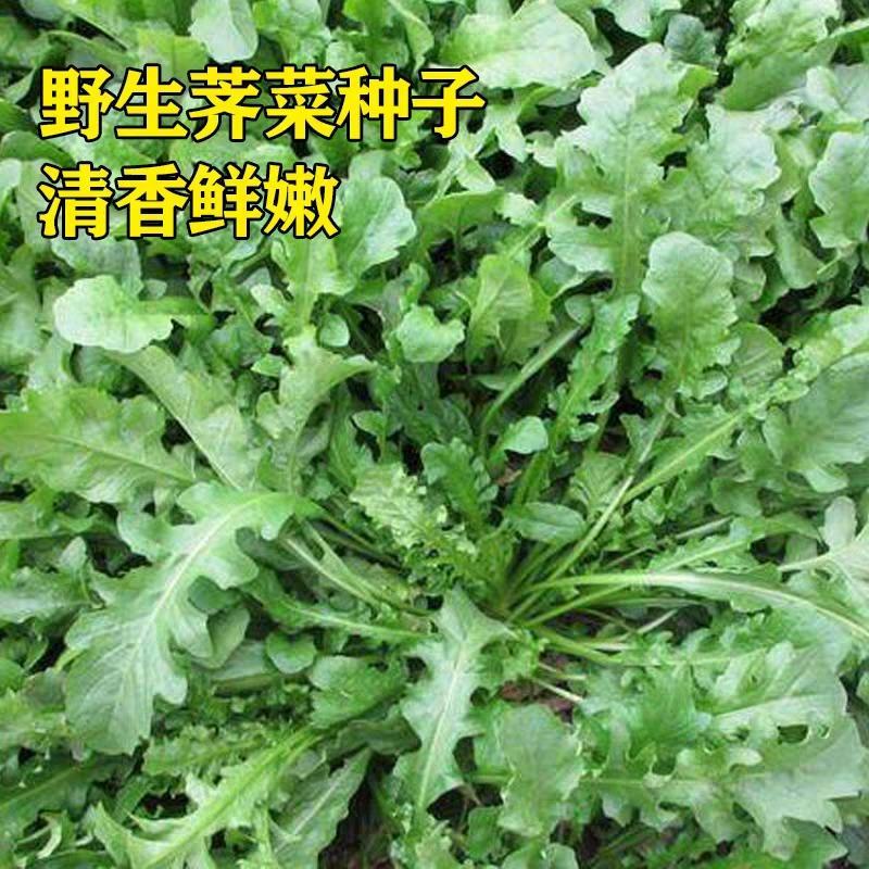 荠菜种子大全农家四季大叶春野菜种籽食用盆栽荠菜种孑青菜籽