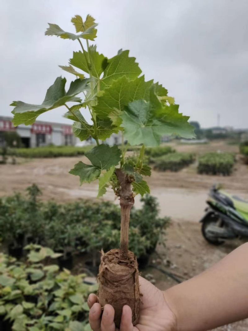 红富士葡萄苗甜蜜蓝宝石葡萄苗阳光玫瑰袋苗成活率高