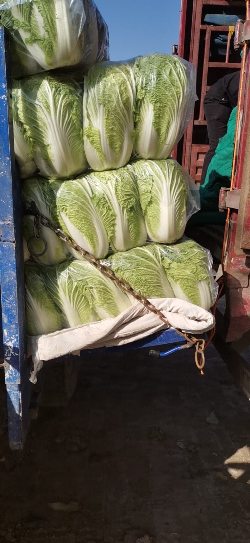 咸阳市优质一级大白菜（4-6斤精加工）大量货源，基地直供