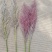 芦苇花/蒲苇花/野生芦苇花/产地芦苇/芦苇/蒲苇