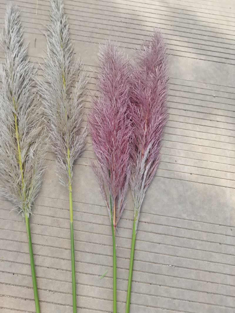 芦苇花/蒲苇花/野生芦苇花/产地芦苇/芦苇/蒲苇