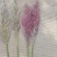 芦苇花/蒲苇花/野生芦苇花/产地芦苇/芦苇/蒲苇