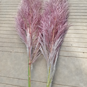 芦苇花/蒲苇花/野生芦苇花/产地芦苇/芦苇/蒲苇