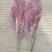 芦苇花/蒲苇花/野生芦苇花/产地芦苇/芦苇/蒲苇