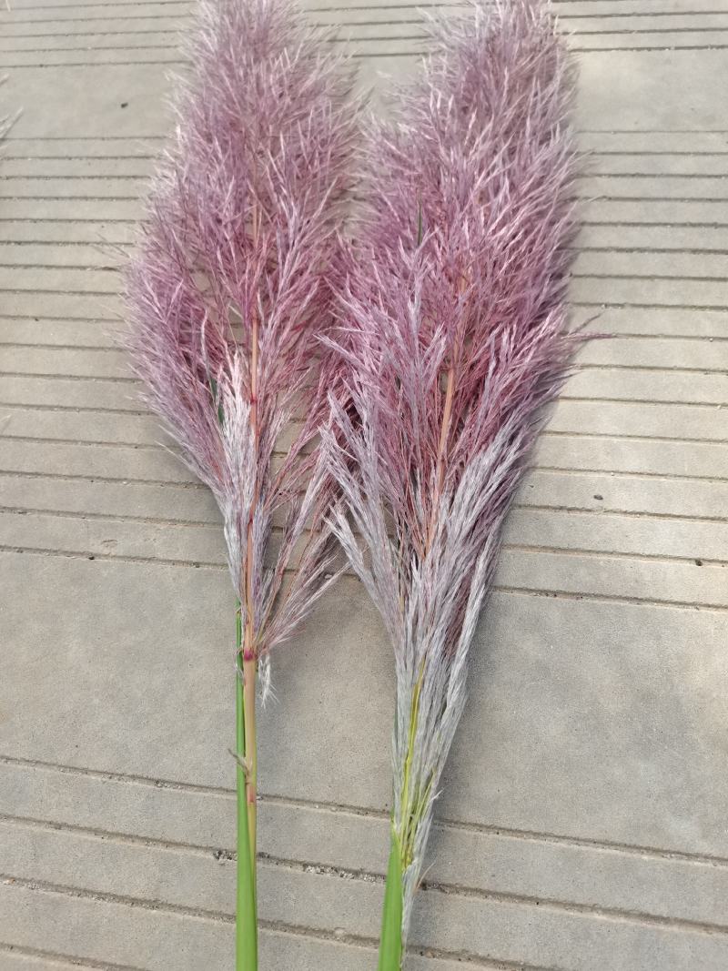芦苇花/蒲苇花/野生芦苇花/产地芦苇/芦苇/蒲苇