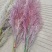 芦苇花/蒲苇花/野生芦苇花/产地芦苇/芦苇/蒲苇