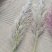 芦苇花/蒲苇花/野生芦苇花/产地芦苇/芦苇/蒲苇