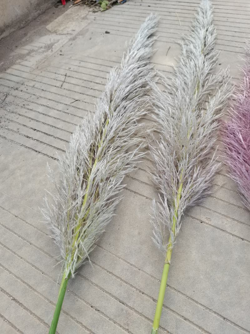 芦苇花/蒲苇花/野生芦苇花/产地芦苇/芦苇/蒲苇