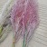 芦苇花/蒲苇花/野生芦苇花/产地芦苇/芦苇/蒲苇