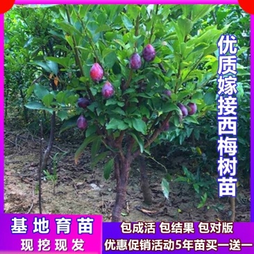 【保真苗】西梅李子苗地栽四季种植果树嫁接特大当年结果