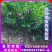 【保真苗】西梅李子苗地栽四季种植果树嫁接特大当年结果