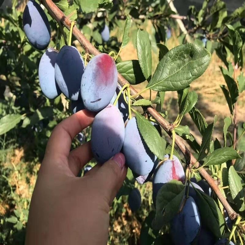 【保真苗】西梅李子苗地栽四季种植果树嫁接特大当年结果