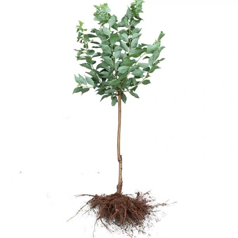 【保真苗】西梅李子苗地栽四季种植果树嫁接特大当年结果