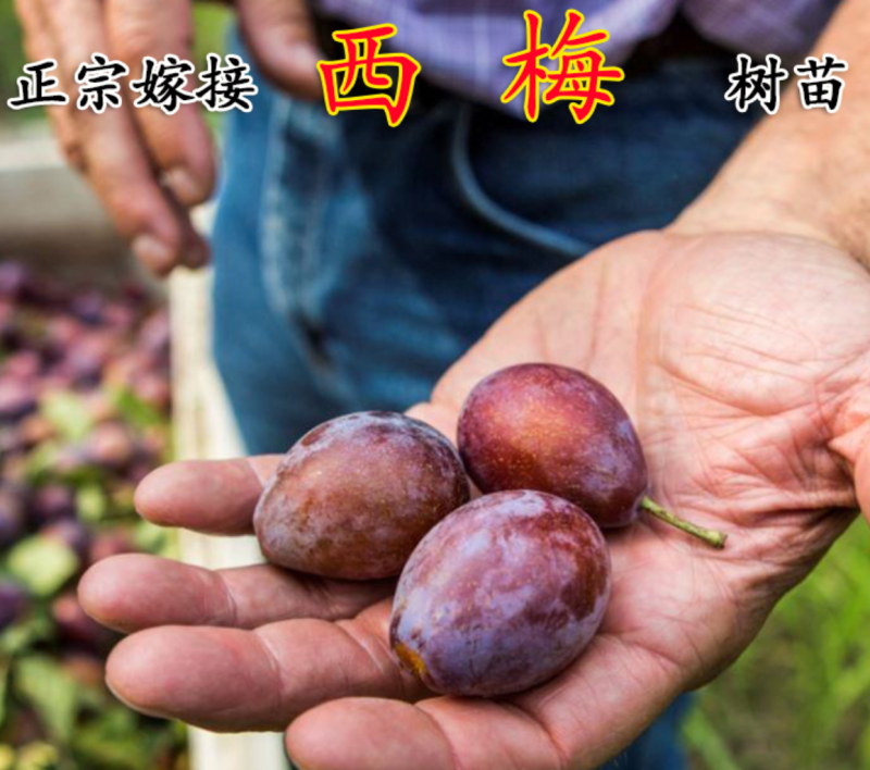 【保真苗】西梅李子苗地栽四季种植果树嫁接特大当年结果