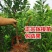 【保真苗】西梅李子苗地栽四季种植果树嫁接特大当年结果