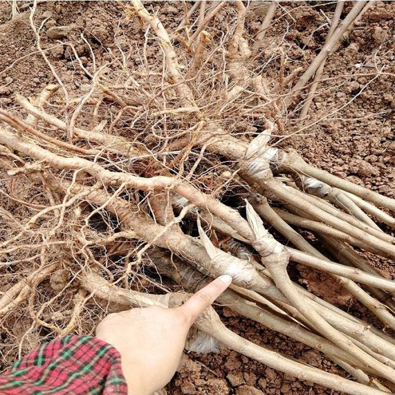 【保真苗】五月脆李子苗地栽四季种植果树嫁接特大当年结果