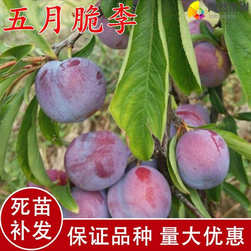 【保真苗】五月脆李子苗地栽四季种植果树嫁接特大当年结果