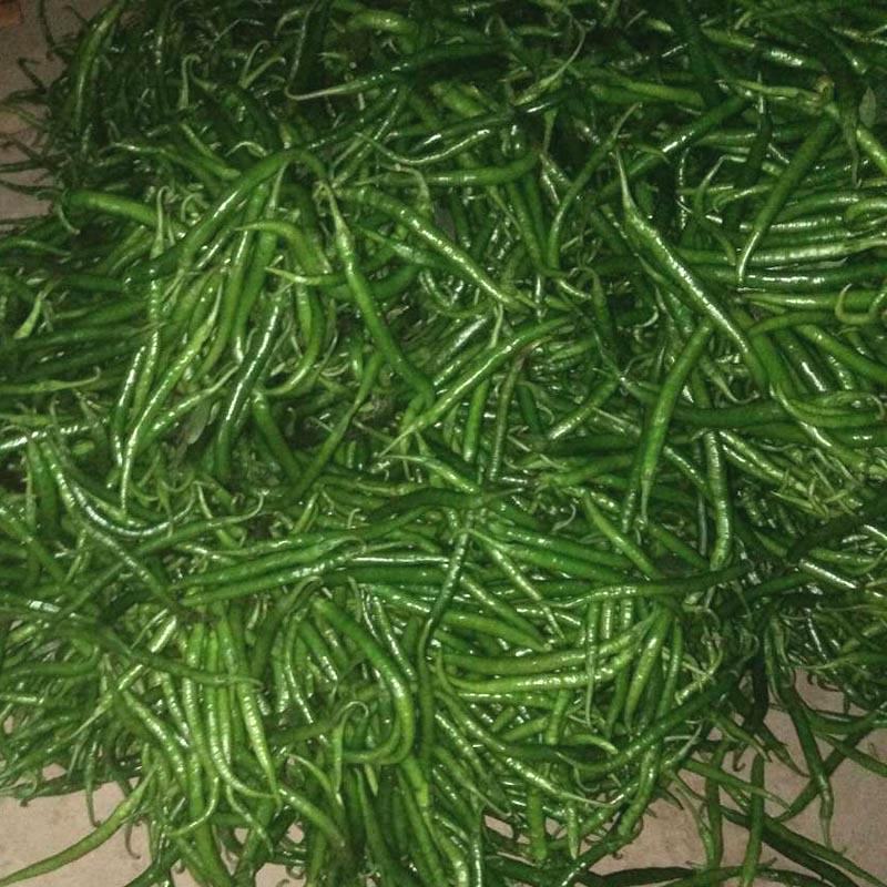 同乐黑线椒墨绿线椒黑条椒高产线椒种子辣椒种子