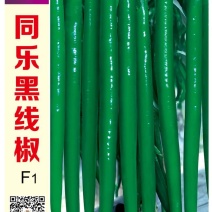 同乐黑线椒墨绿线椒黑条椒高产线椒种子辣椒种子