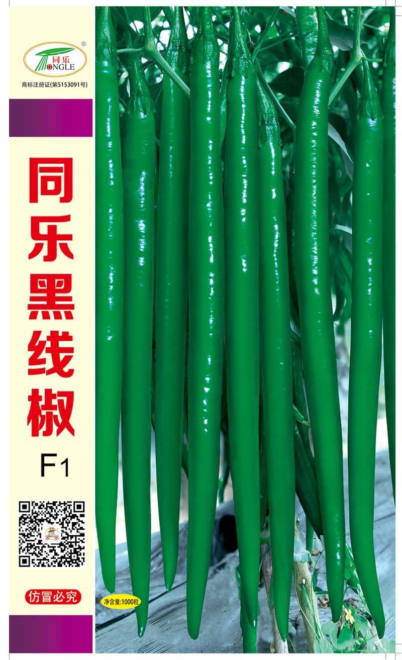 同乐黑线椒墨绿线椒黑条椒高产线椒种子辣椒种子