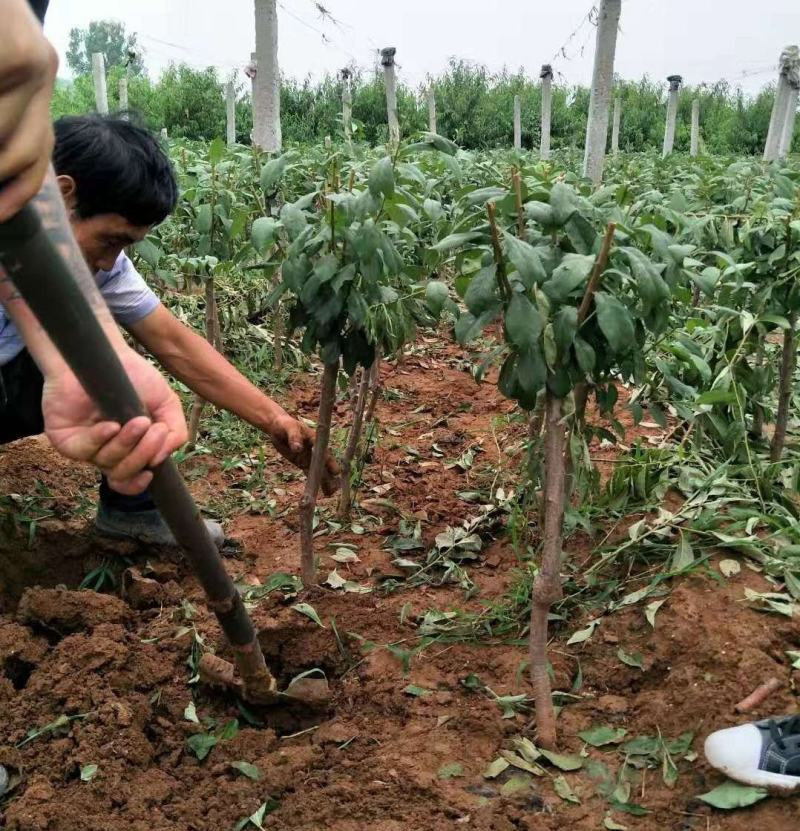【保真苗】蜂糖李子苗地栽四季种植果树嫁接特大当年结果