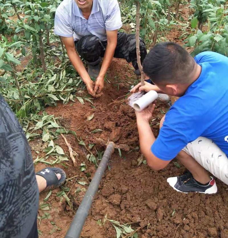 【保真苗】蜂糖李子苗地栽四季种植果树嫁接特大当年结果