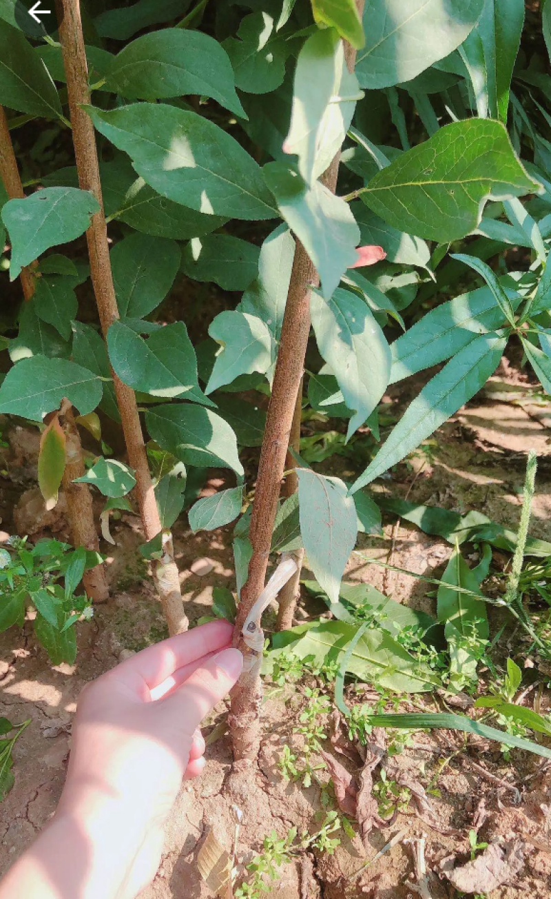 【保真苗】蜂糖李子苗地栽四季种植果树嫁接特大当年结果