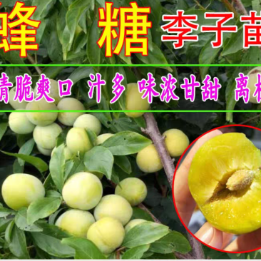 【保真苗】蜂糖李子苗地栽四季种植果树嫁接特大当年结果