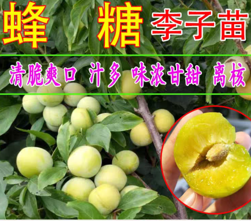 【保真苗】蜂糖李子苗地栽四季种植果树嫁接特大当年结果