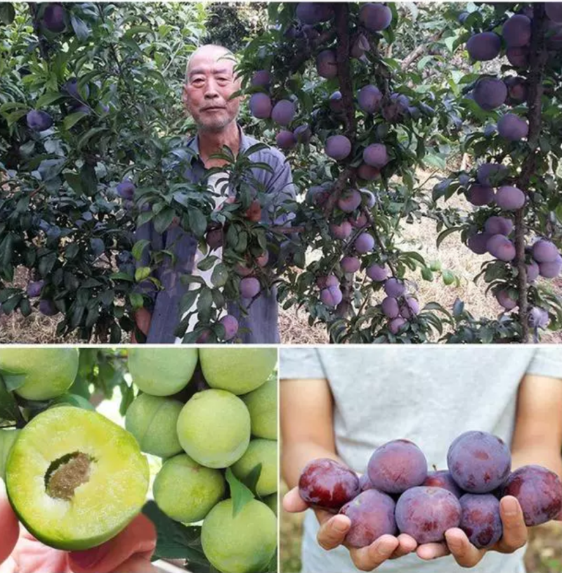 【保真苗】蜂糖李子苗地栽四季种植果树嫁接特大当年结果