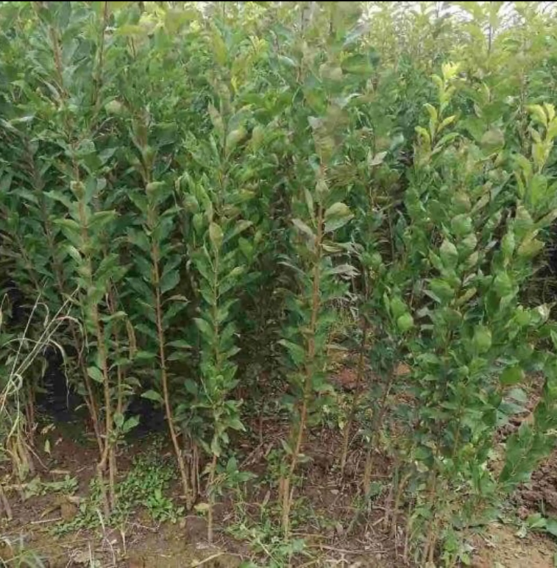 【保真苗】蜂糖李子苗地栽四季种植果树嫁接特大当年结果