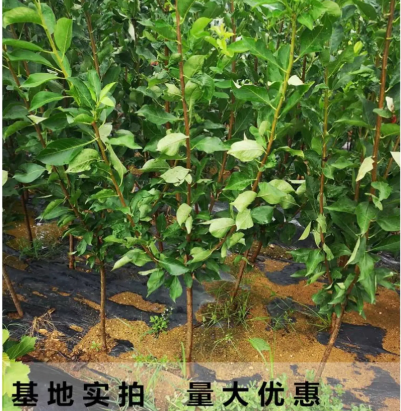 【保真苗】蜂糖李子苗地栽四季种植果树嫁接特大当年结果