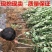 【保真苗】蜂糖李子苗地栽四季种植果树嫁接特大当年结果