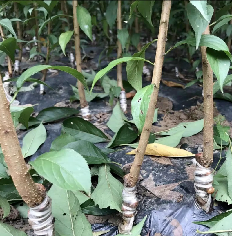 【保真苗】蜂糖李子苗地栽四季种植果树嫁接特大当年结果