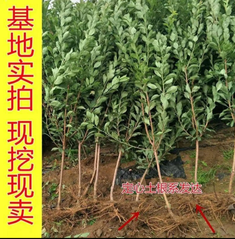【保真苗】蜂糖李子苗地栽四季种植果树嫁接特大当年结果