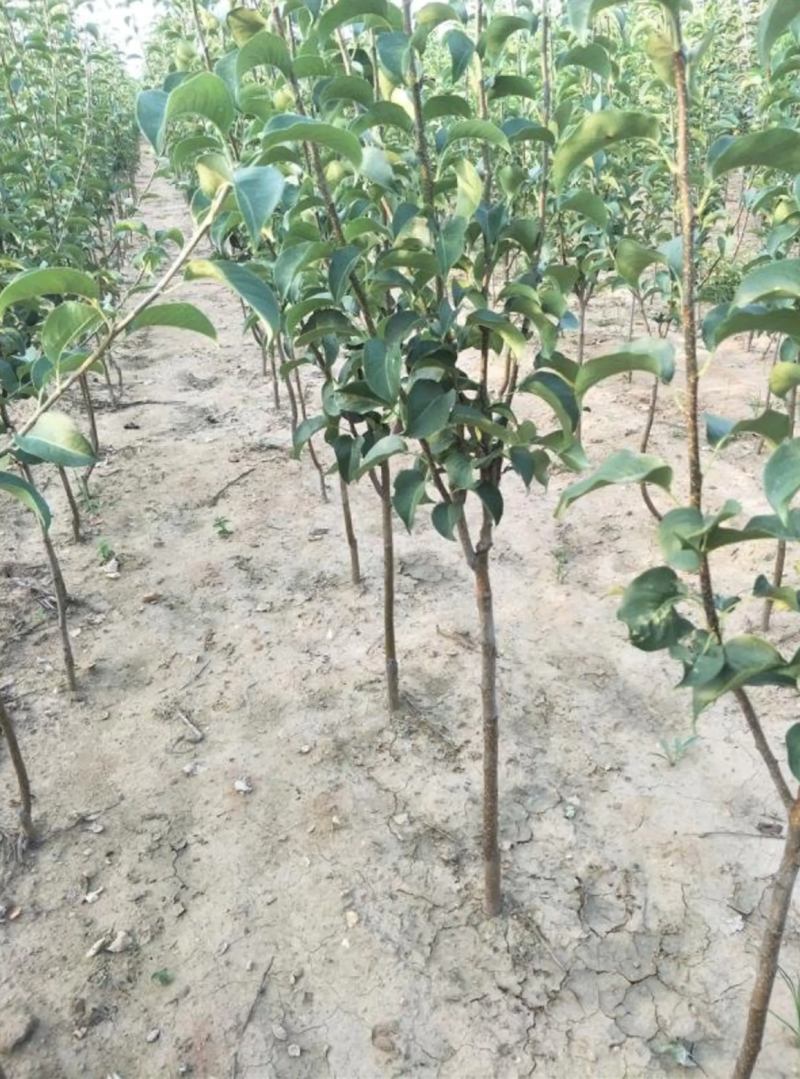 【保真苗】蜂糖李子苗地栽四季种植果树嫁接特大当年结果