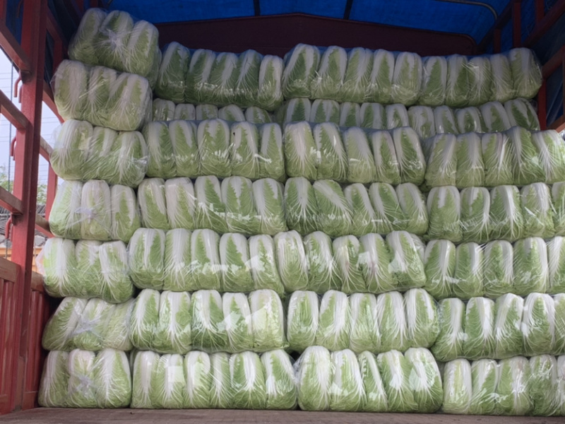 黄心白菜大量上市中量大优惠供应全国电商社区团购
