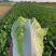黄心白菜大量上市中量大优惠供应全国电商社区团购