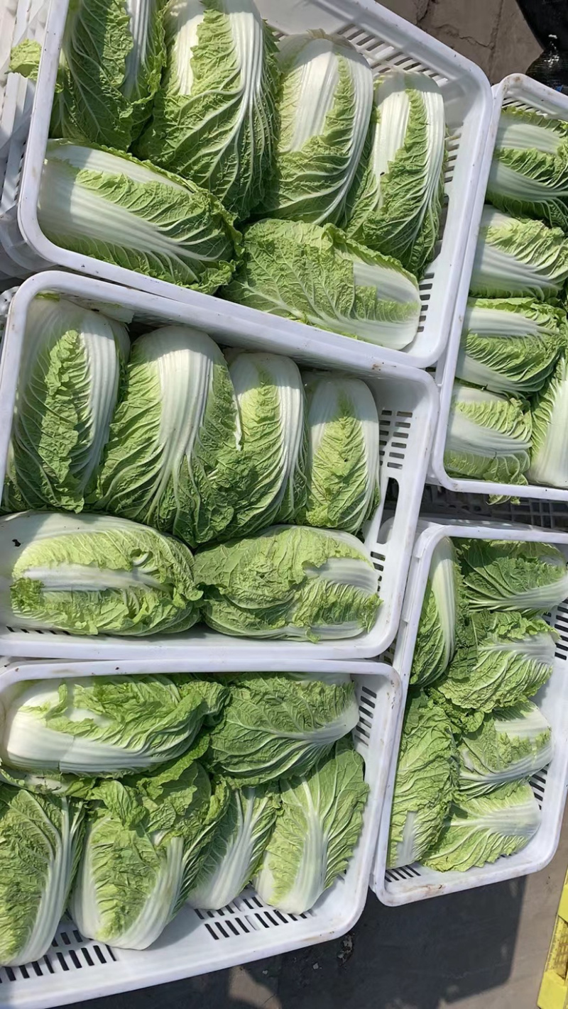 黄心白菜大量上市中量大优惠供应全国电商社区团购