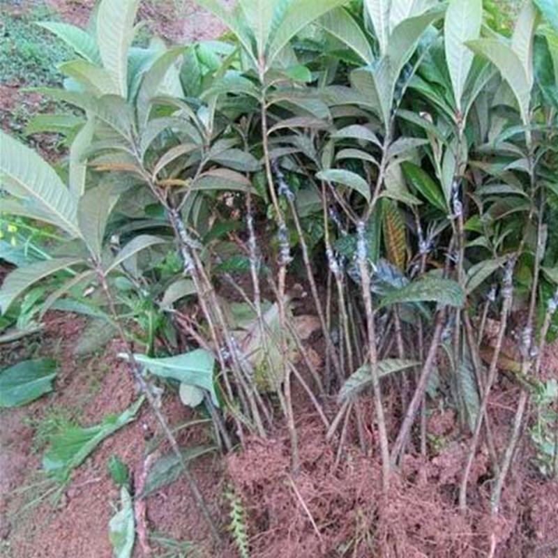 【保真苗】五星枇杷苗地栽四季种植果树嫁接特大当年结果