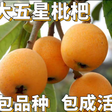 【保真苗】五星枇杷苗地栽四季种植果树嫁接特大当年结果