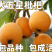 【保真苗】五星枇杷苗地栽四季种植果树嫁接特大当年结果