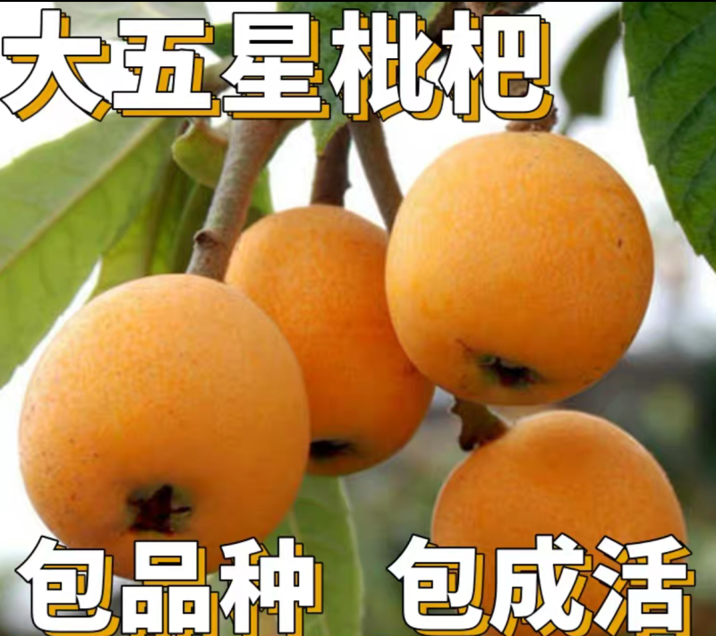 【保真苗】五星枇杷苗地栽四季种植果树嫁接特大当年结果