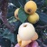 【保真苗】五星枇杷苗地栽四季种植果树嫁接特大当年结果