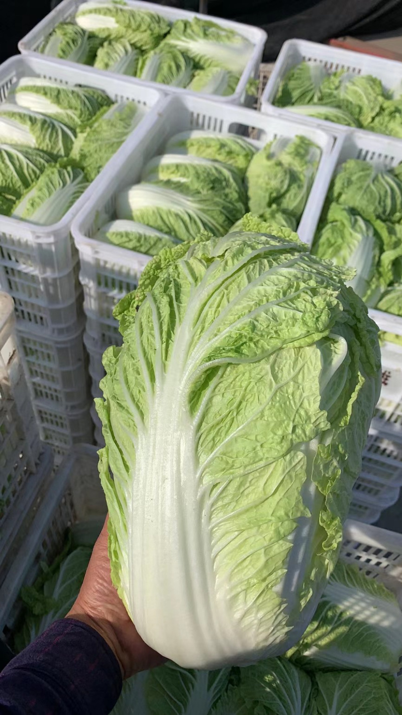 黄心白菜大量上市中量大优惠供应全国电商社区团购