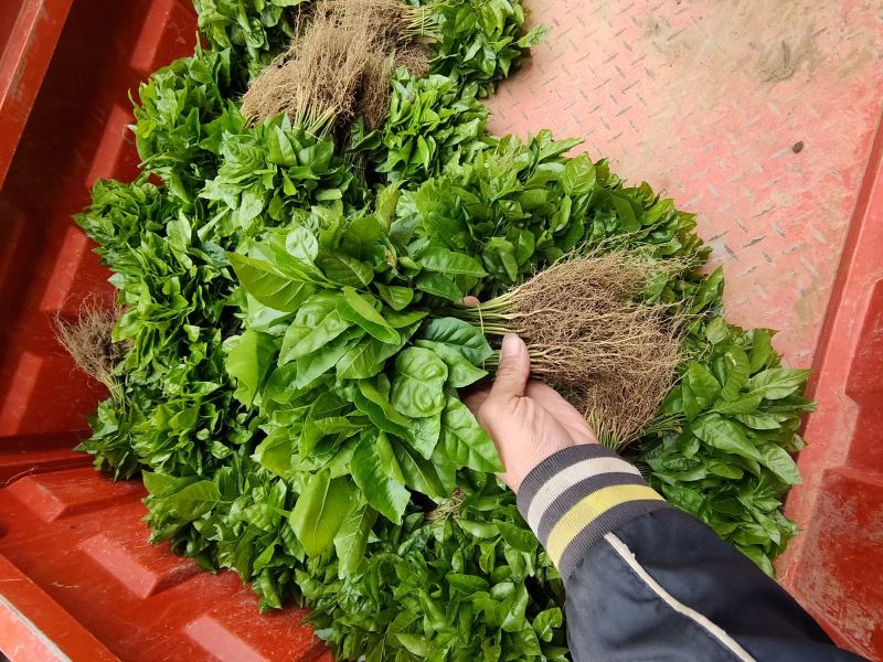 黄皮果苗，黄皮果小苗，黄皮芽苗一万8分钱一棵包邮