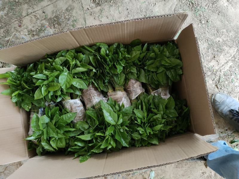 黄皮果苗，黄皮果小苗，黄皮芽苗一万8分钱一棵包邮