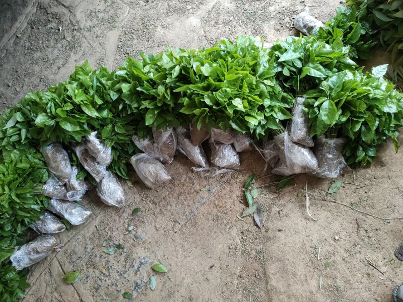 黄皮果苗，黄皮果小苗，黄皮芽苗一万8分钱一棵包邮